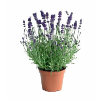 Lavanda
