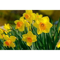 Narcis