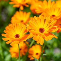 Marigold (Neven)