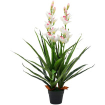Cymbidium