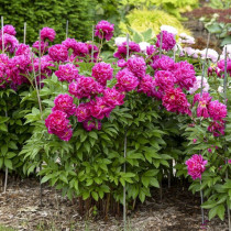 Peony (Božur)