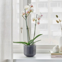 Phalaenopsis (Orhideja)