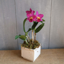 Cattleya (Orhideja)