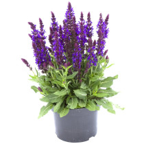 Salvia (Kadulja)