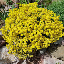 Sedum (Kamenčika)