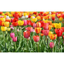 Tulipani