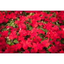 Impatiens (Vodenika)