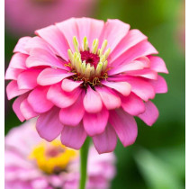 Zinnia
