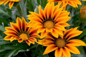 Gazania (Gazania)
