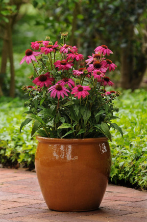 Echinacea