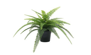 Ferns