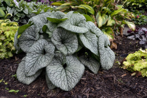 Brunnera