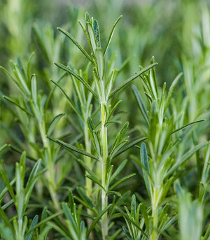 Rosmarinus officinalis (Ruzmarin)