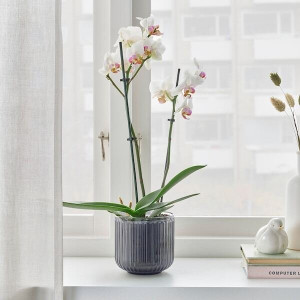 Phalaenopsis (Orhideja)