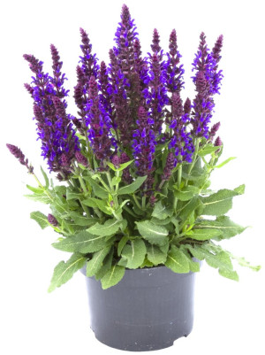 Salvia (Kadulja)