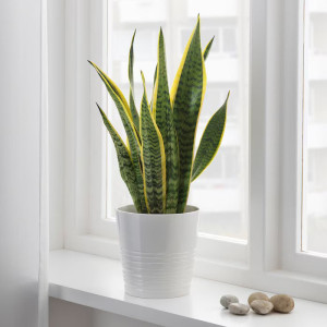 Sansevieria (Zeleni jezik)