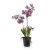Vanda (Orhideja)