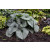 Brunnera