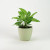 Calathea