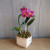 Cattleya (Orhideja)