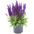 Salvia (Kadulja)