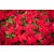 Impatiens (Vodenika)