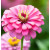 Zinnia