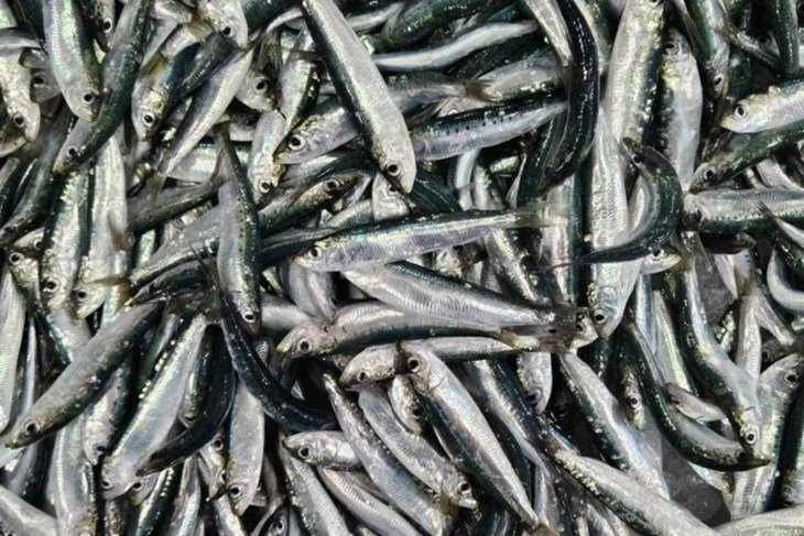 SARDINE PAKOVANJE