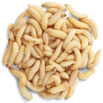 CRVI PAKOVANJE
