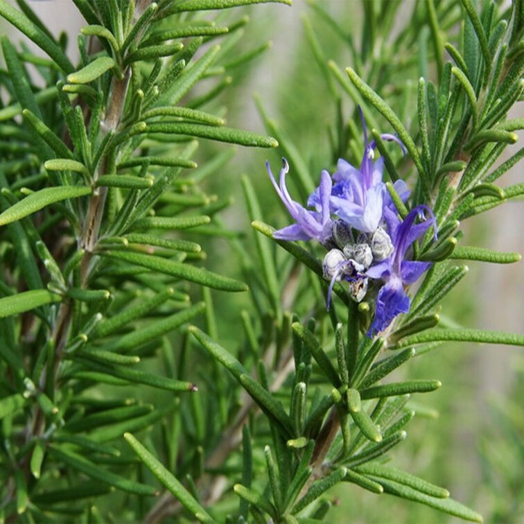 Ruzmarin (Rosmarinus officinalis)