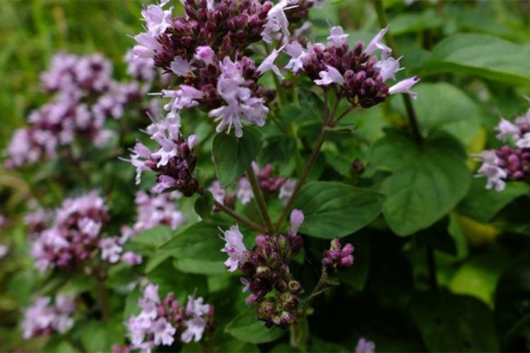 Origano (Origanum vulgare)