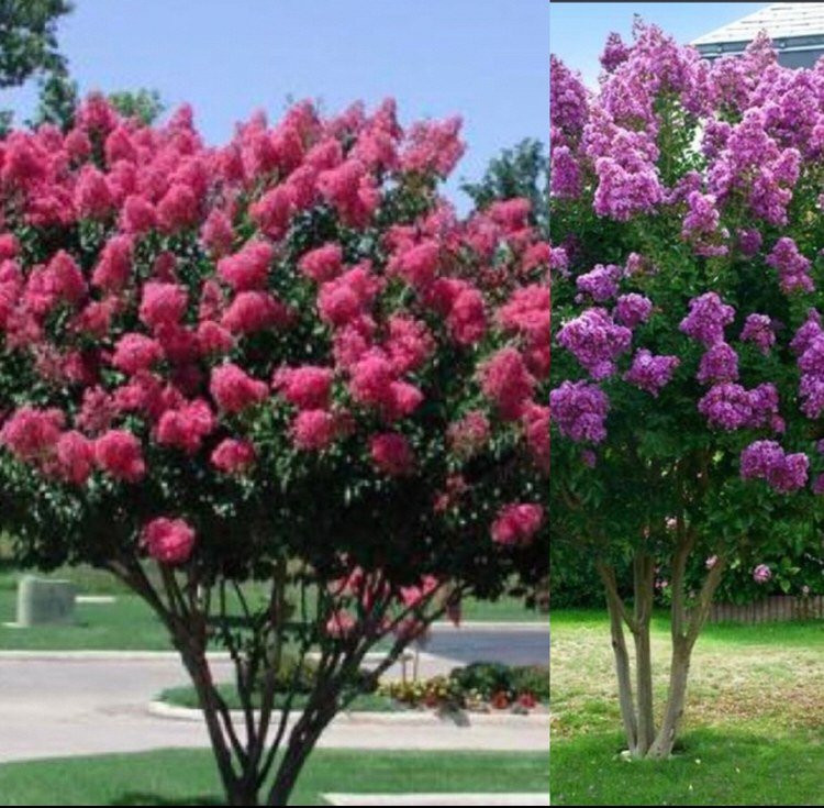 Jorgovan (Syringa vulgaris)