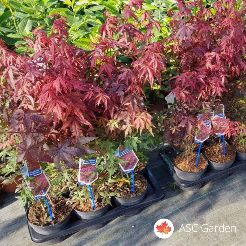 Japanska javor (Acer palmatum)