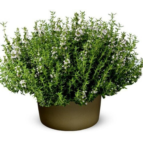 Majčina dušica (Thymus vulgaris)