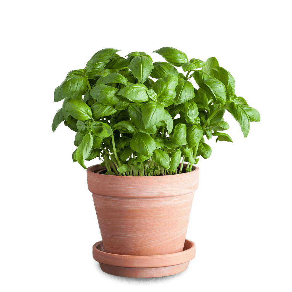  Bosiljak (Ocimum basilicum)