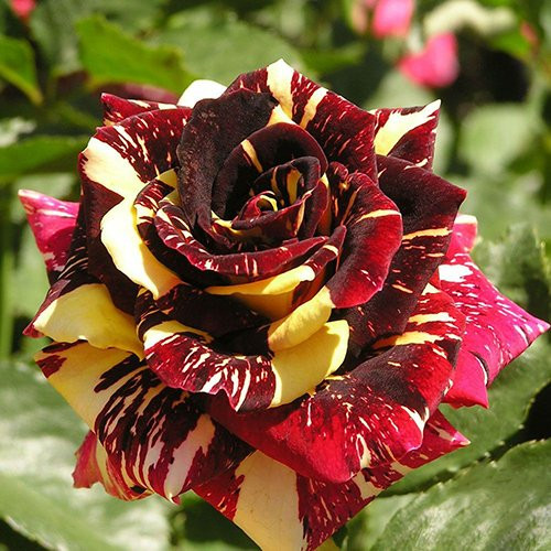 Ruže (Rosa spp.)