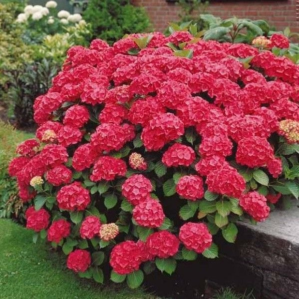Hortenzija (Hydrangea macrophylla)
