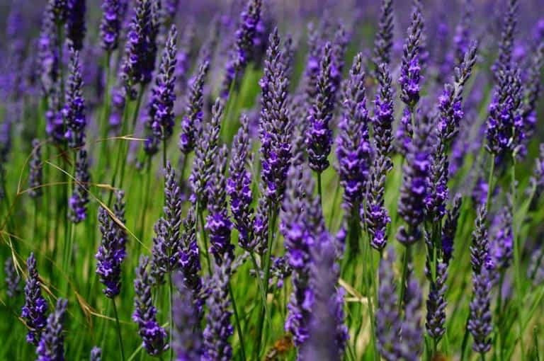 Lavanda (Lavandula angustifolia)