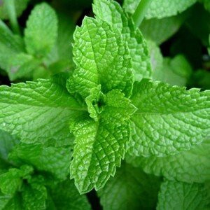 Nana (Mentha)