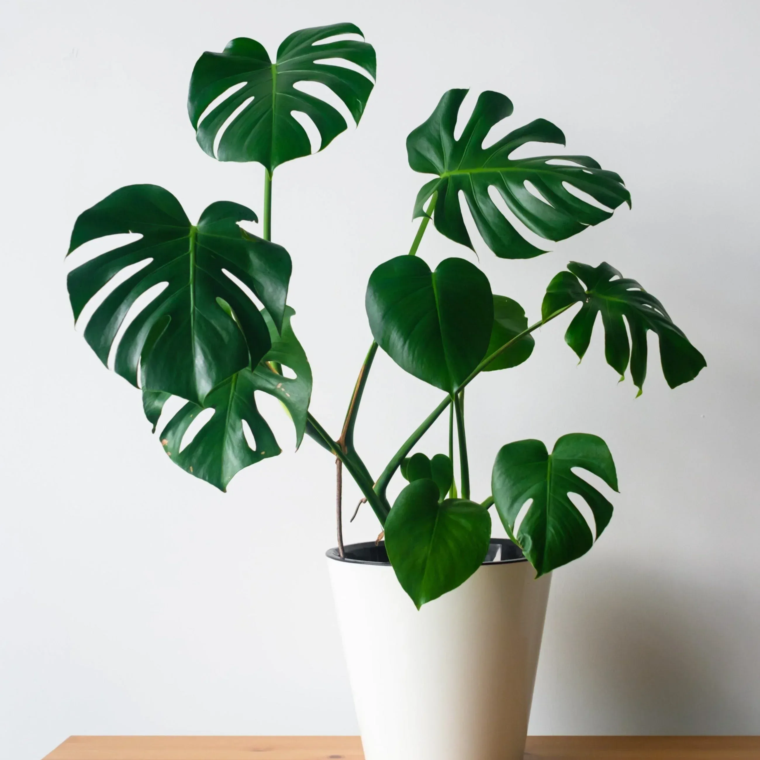 Monstera Deliciosa