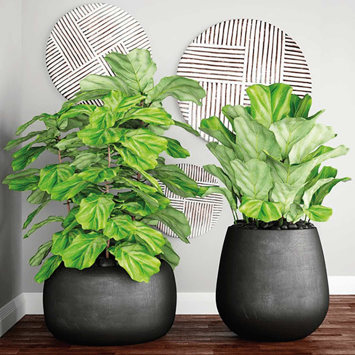  Fikus Lirata (Fiddle Leaf Fig)