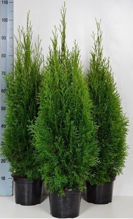 Tuja (Thuja occidentalis)
