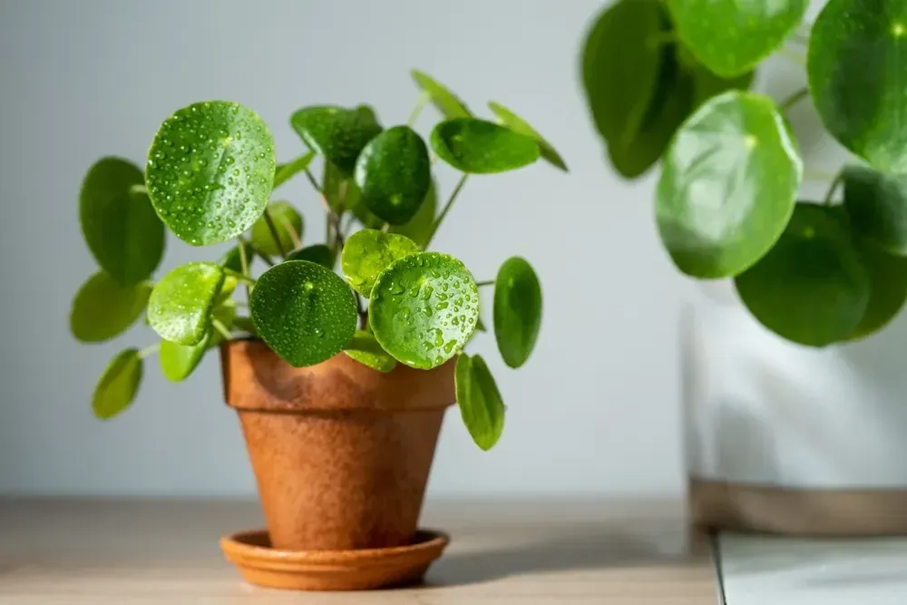 Pilea Peperomioides (Kineski Novčić)