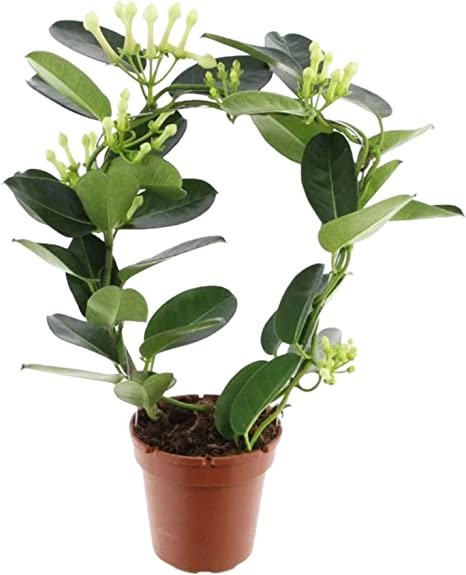 Madagaskarski jasmin 