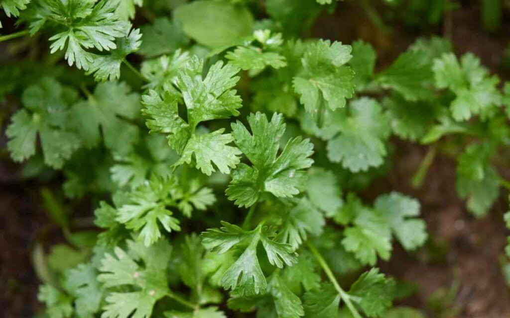 Peršun (Petroselinum crispum)