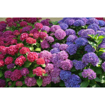 Hortenzija (Hydrangea macrophylla)