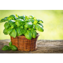  Bosiljak (Ocimum basilicum)