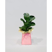  Fikus Lirata (Fiddle Leaf Fig)