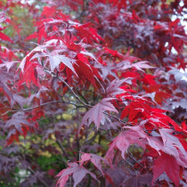 Japanska javor (Acer palmatum)