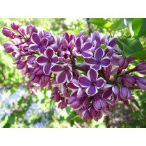 Jorgovan (Syringa vulgaris)